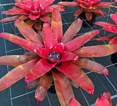 Lambert's Pride Neoregelia Bromeliad